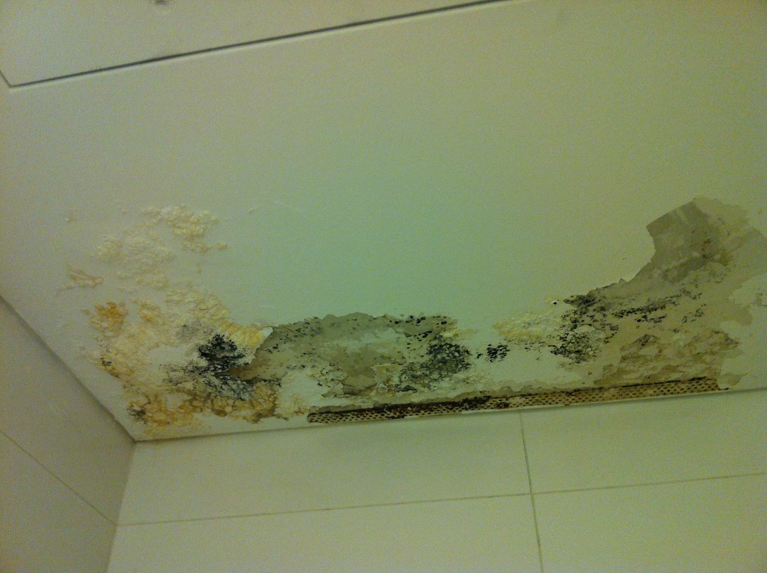 Severely mould-damaged ceiling before restoration in a Sydney property