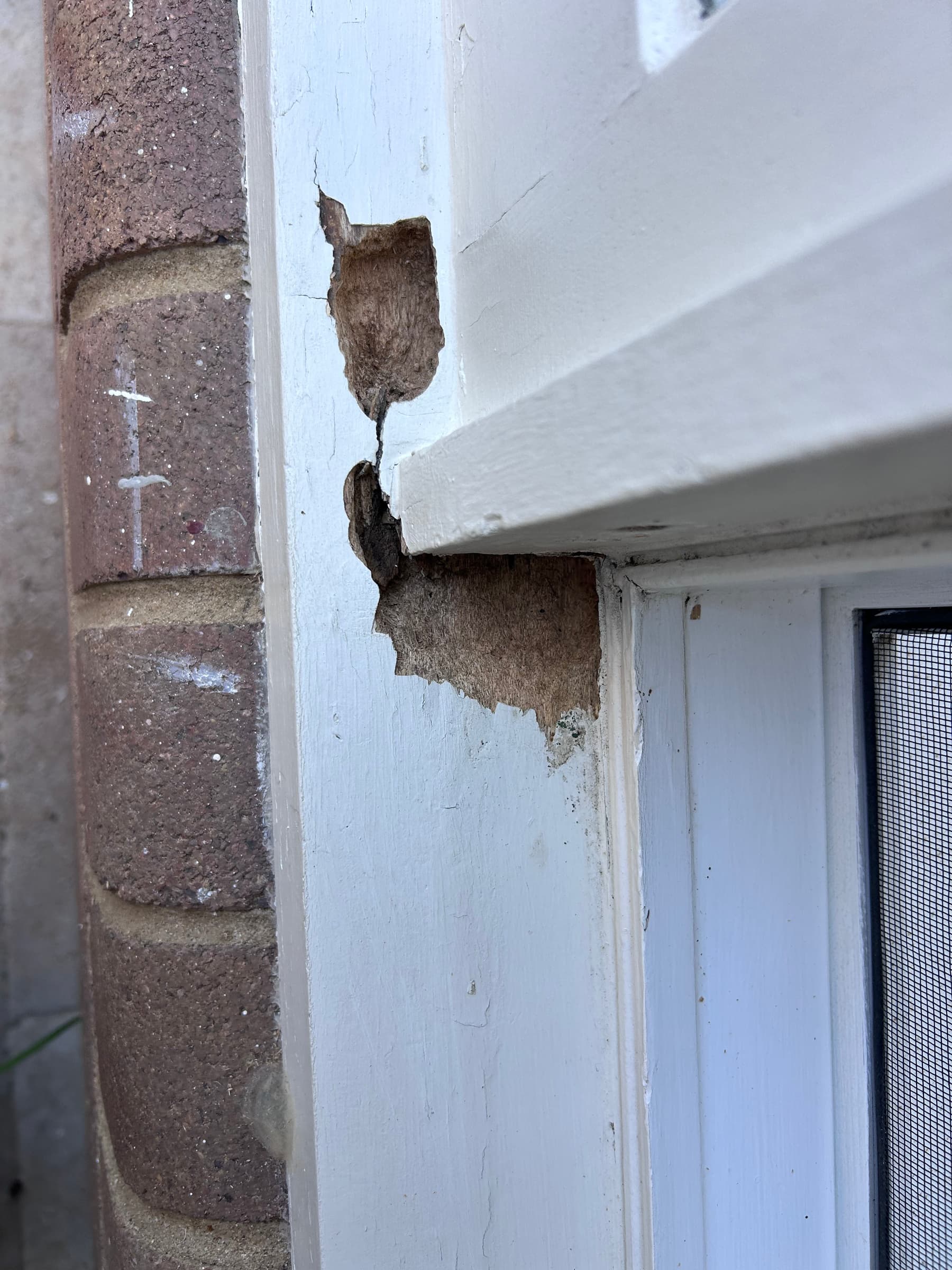 Chatswood timber window corner with localised decay exposed during preparation